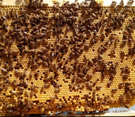 Продам пчелопакеты(отводки) купить на Зозу.ру - фотография № 1