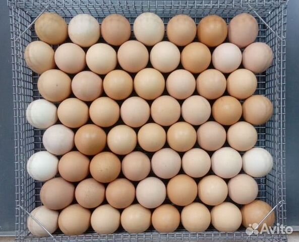 Инкубационное яйцо породной птицы купить на Зозу.ру - фотография № 1