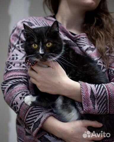 Кошка с необыкновенным окрасом купить на Зозу.ру - фотография № 1