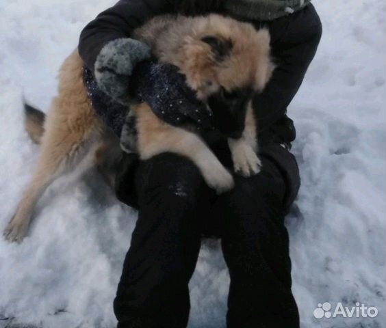 Отдам самую добрую собаку в хорошие руки купить на Зозу.ру - фотография № 4