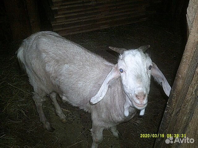 Заано-нубийская коза первокотка и зааненка купить на Зозу.ру - фотография № 1