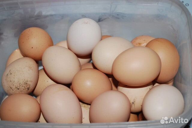 Птицы, яйца инкубационные купить на Зозу.ру - фотография № 2