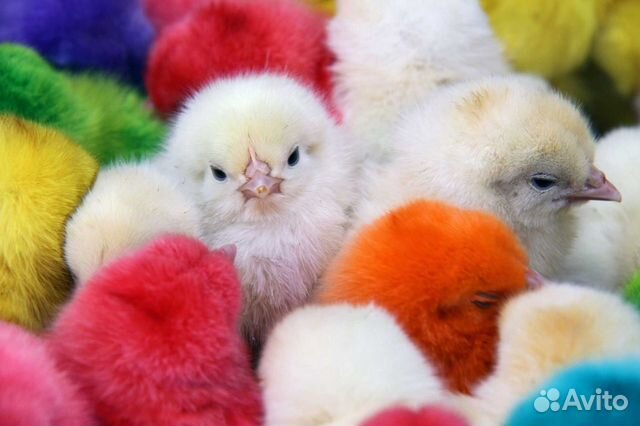 Принимаю заявки на суточных цыплят купить на Зозу.ру - фотография № 1