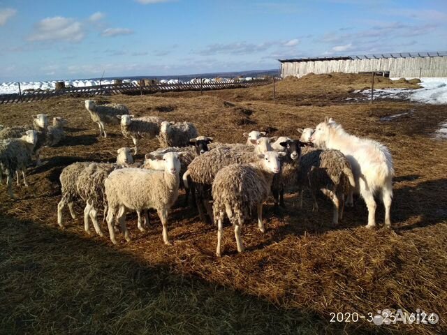 Овцематки, ярки, бараны - Катумские купить на Зозу.ру - фотография № 7