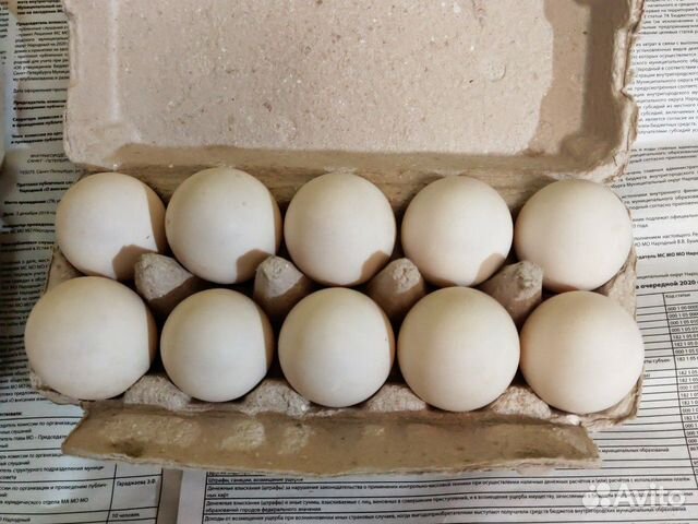 Купить мускусных яйца инкубационные яйца. Яйца индийских бегунков. Яйца индийского бегунка. Польза от яиц индийских бегунков. Яйца индийского бегунка полезные свойства и противопоказания.