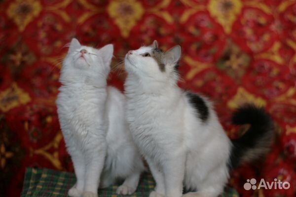 Котята к добрые руки купить на Зозу.ру - фотография № 3