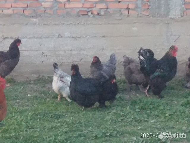 Инкубационное яйцо, домашних кур купить на Зозу.ру - фотография № 2