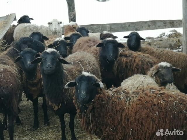 Поросята, телята, крс, овцы купить на Зозу.ру - фотография № 4