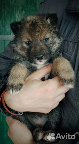 Волкособ, вольфдог, вольфхунд, волэнд, волк