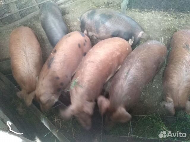 Свиньи взрослые купить на Зозу.ру - фотография № 1