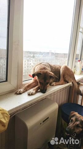 Собака Альма 8 мес ищет дом купить на Зозу.ру - фотография № 3