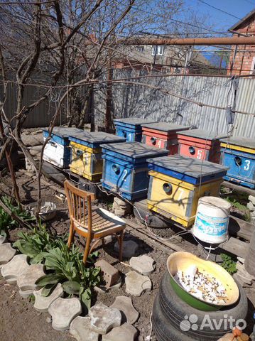Продажа пчел купить на Зозу.ру - фотография № 2