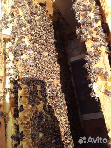 Пчелопакеты, пчеломатки купить на Зозу.ру - фотография № 2