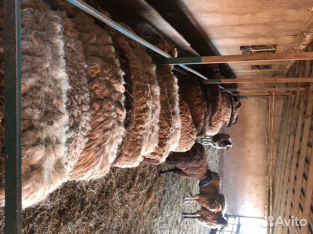 Живые бараны