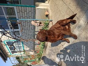 Кобель для вязки