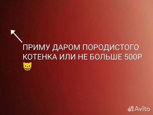 Приму породистого котенка