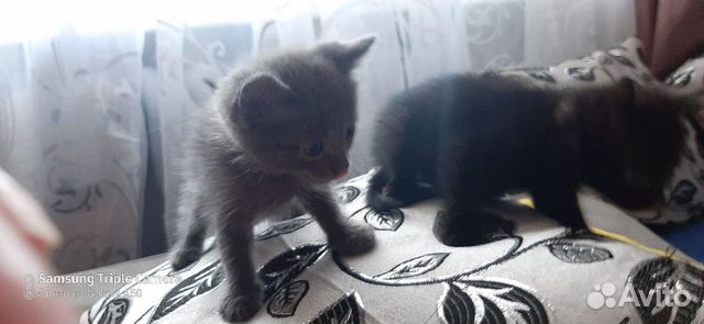 Котята
