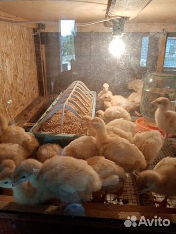 Индюк Хайбрид Конвертер (Канада)