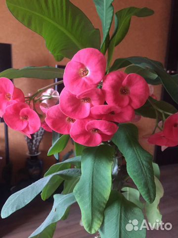 Молочай Миля