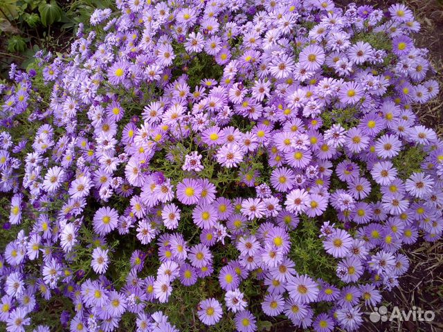 Многолетние растения, цветы садовые