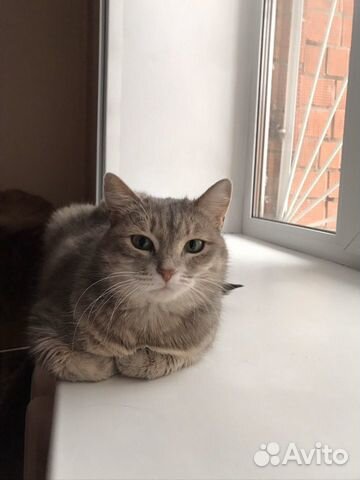 Миниатюрная кошечка