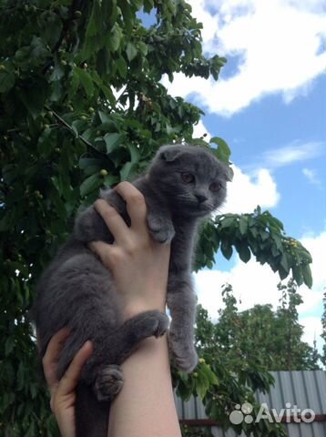Котята Котята