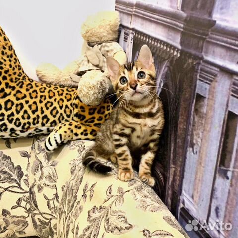 Эксклюзивные бенгальские котята Эксклюзивные бенгальские котята