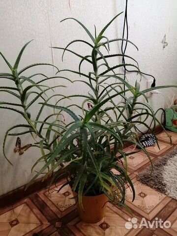 Алое Алое