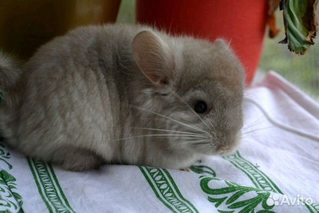 Шиншилла