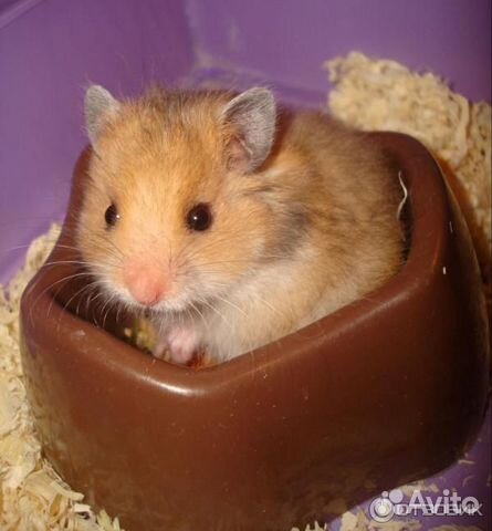 Ангорские и сирийские хомячки