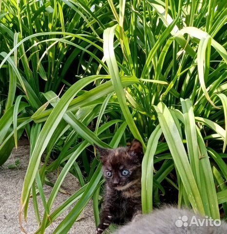 Кошечка