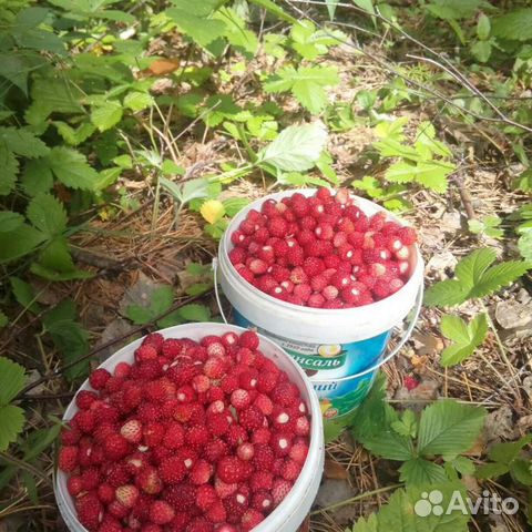 Земляника лесная