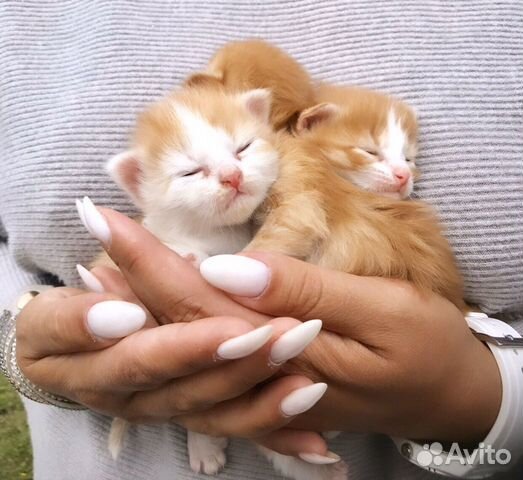 Милые котята с доставкой на дом+корм для них Милые котята с доставкой на дом+корм для них