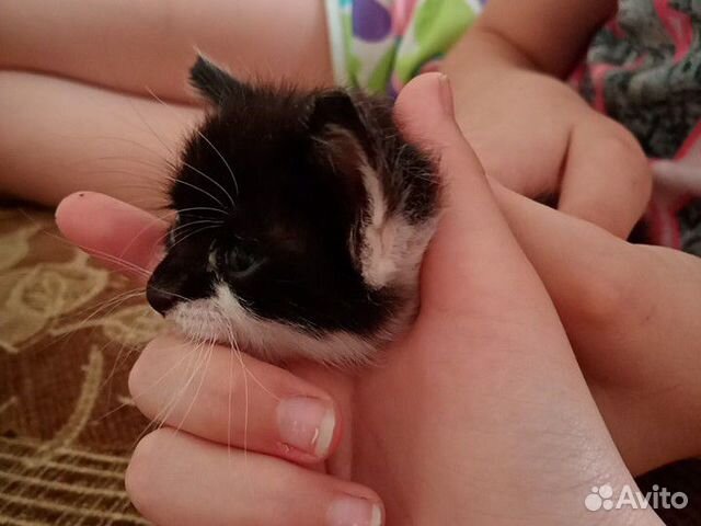 Кошка Бусинка очень ласковая милая и игривая кошка