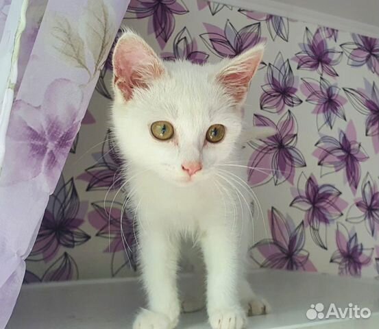 Отдам котёнка в добрые руки