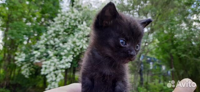 Милые котята метисы
