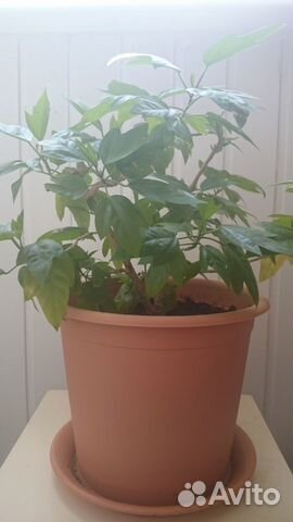 Китайская роза (дерево)