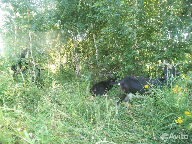 Козье молоко