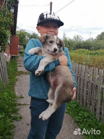 Щенок - девочка в добрые руки