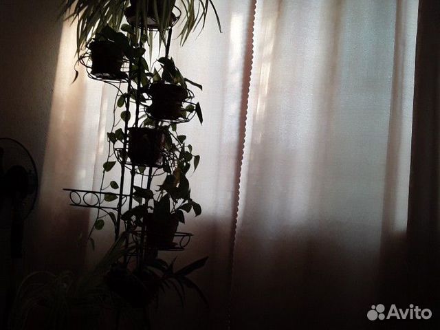 Домашние цветы