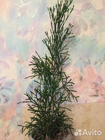 Хатиора 2 штуки