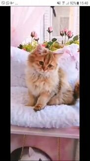 Британские кошки
