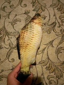 Игрушка, игрушка с кошачьей мятой, рыба