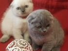 Шотландские клубные котята объявление продам