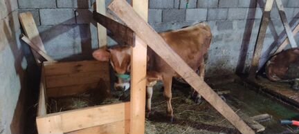 Корова Джерси айшир молочная бык нетель телята - фотография № 2