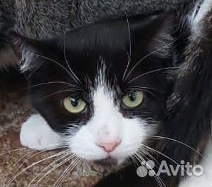 Черно-белая кошка Юша ищет дом
