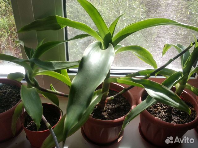 Золотой Ус лечебное растение