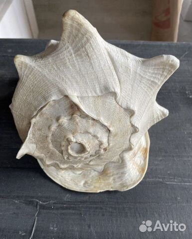 Ракушка морская большая