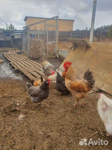 Куриные инкубационные яйца