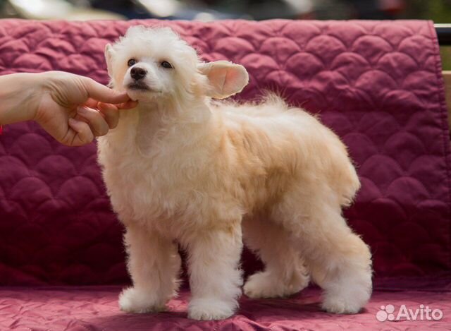 Продаютя щенки Китайской Хохлатой собаки